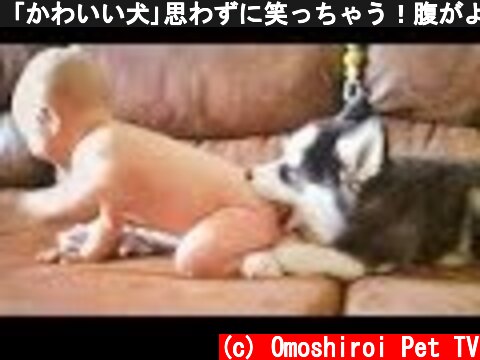 「かわいい犬｣思わずに笑っちゃう！腹がよじれる おもしろ犬動画選！#2  (c) Omoshiroi Pet TV